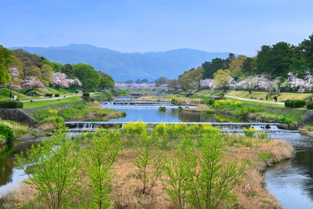 花咲く季節の京都市賀茂川の眺め
